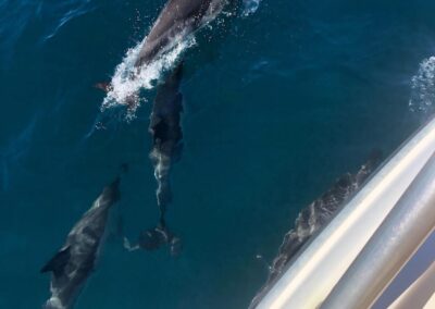 Dolphin sppoting from the boat Yo Te Espero Fishing and Boat Trips