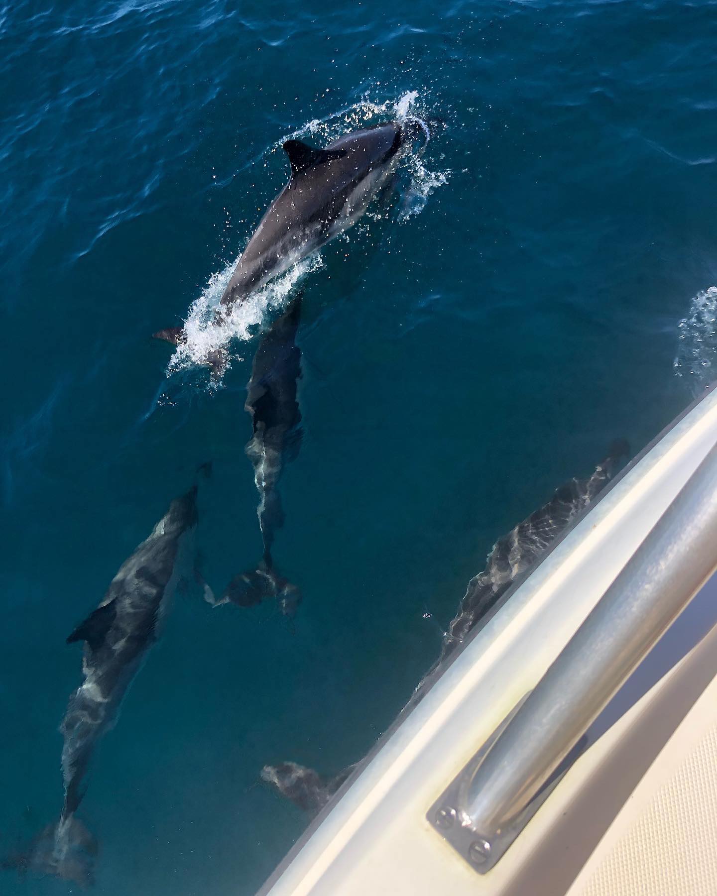 Dolphin Spotting Boat Trips in Benalmádena - Yo te espero