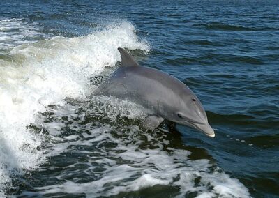 Bottlenose dolphin in Benalmádena