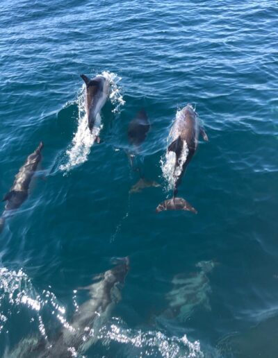 Avistamiento de delfines desde el barco Yo Te Espero Fishing and Boat Trips