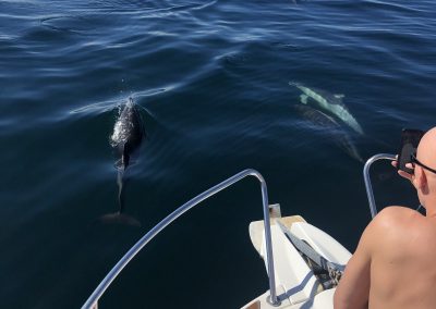Foto Avistamiento de delfines - dolphin spotting Benalmádena Yo te espero (10)