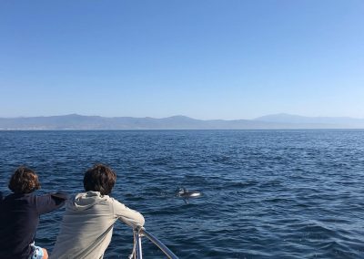 Foto Avistamiento de delfines - dolphin spotting Benalmádena Yo te espero (26)