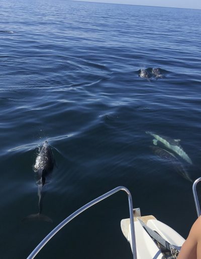 Avistamiento de delfines en barco Yo Te Espero en Benalmádena, Málaga