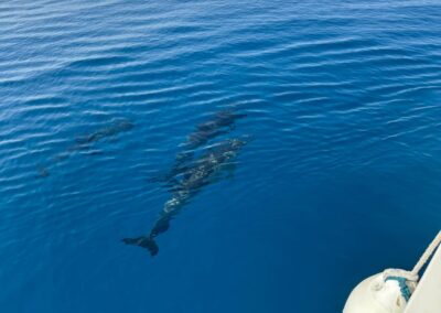 Avistamiento de delfines en barco en Benalmádena con salidas desde Puerto Marina, Barco Yo Te Espero